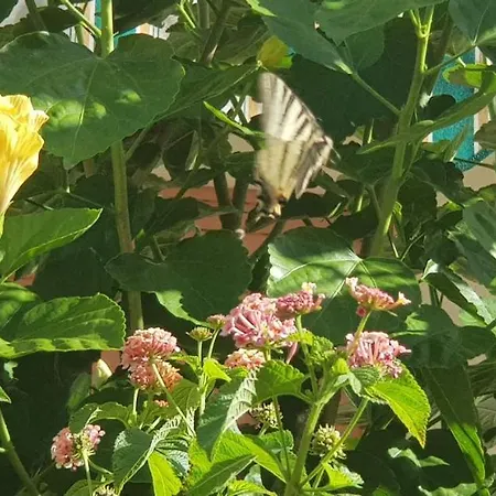 דירה Con Giardino Sul Mare