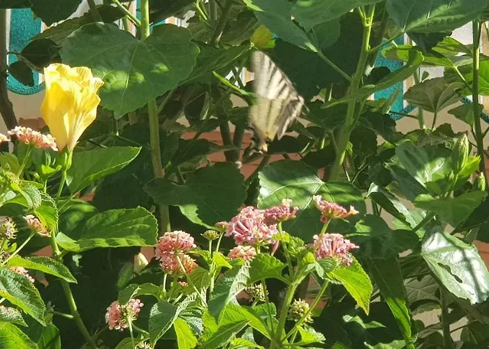 Apartamento Con Giardino Sul Mare